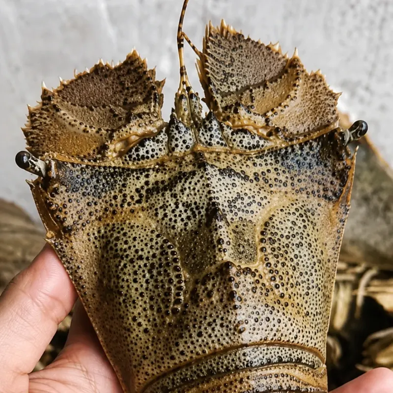 Slipper Lobster